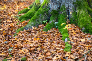 Forest floor in the beech forest in autumn, close-up, detail Forest floor in the beech forest in autumn, close-up, detail